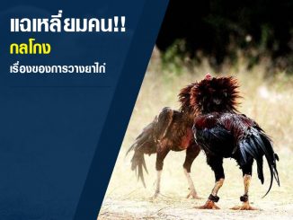 ไก่ชนเก่งก็แพ้ได้