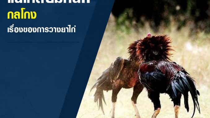 ไก่ชนเก่งก็แพ้ได้