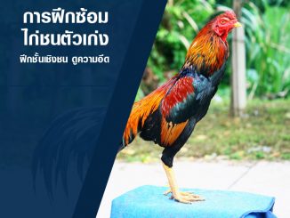 การซ้อมไก่ชนให้ปล้ำ